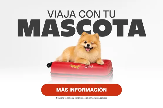 Lleva a tu mascota contigo 