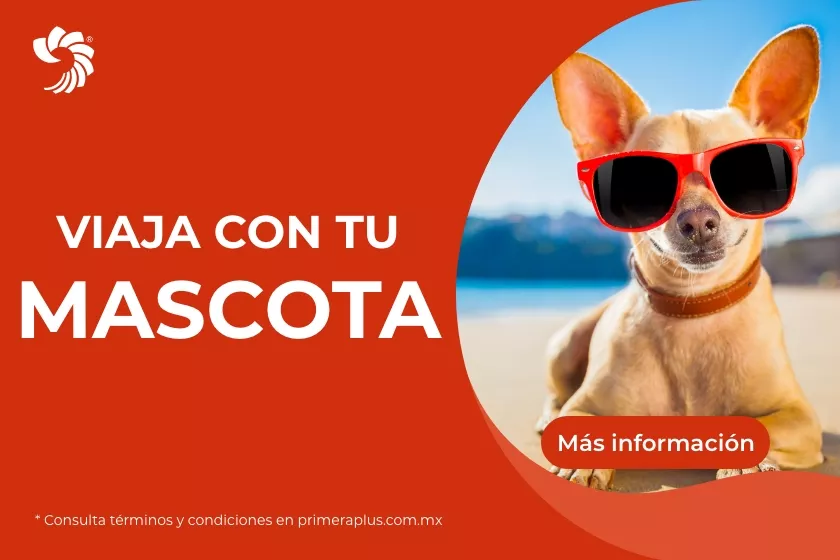 Lleva a tu mascota contigo 