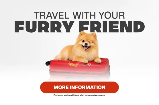 Travel with your pet