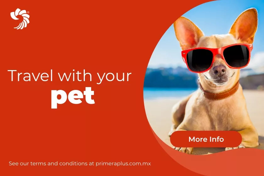 travel with your pet